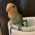 小桜インコ　