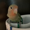 小桜インコ　 サムネイル2