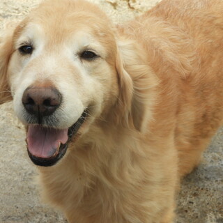 ゴールデンレトリーバー男の子