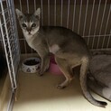 小さな妖精のポーラ、暖かく見守って❗