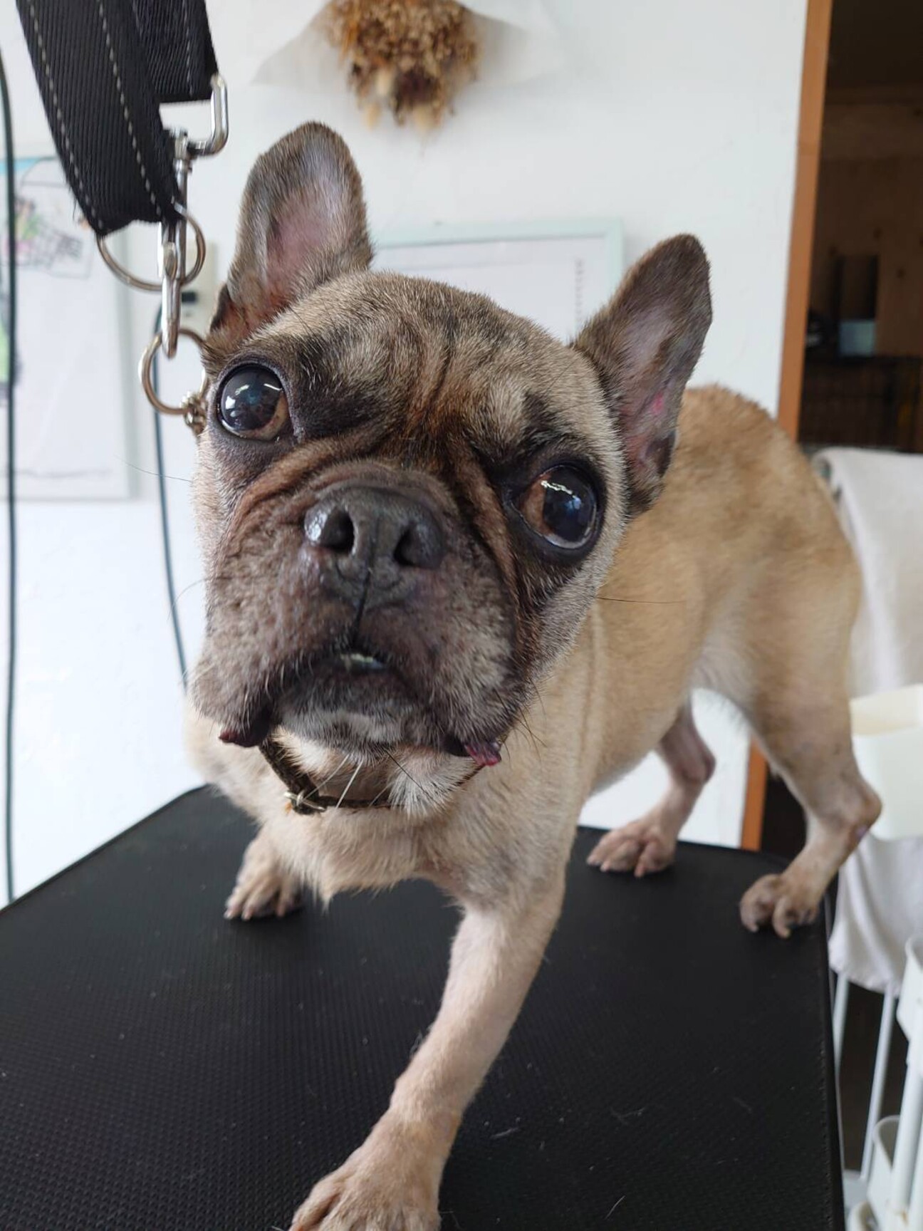 フレンチブル 女の子 A 兵庫県 犬の里親募集 ペットのおうち 月間利用者150万人 フレンチブル 女の子 A 兵庫県 犬の里親募集 ペットのおうち 月間利用者150万人