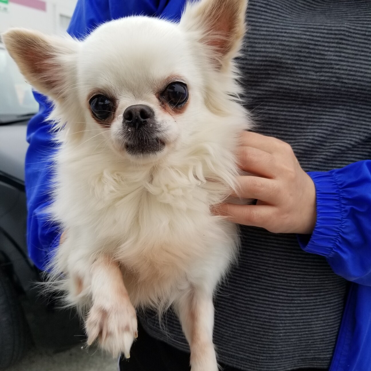 チワワ 女の子 79 兵庫県 犬の里親募集 ペットのおうち 月間利用者150万人