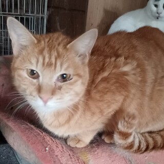 もうすぐ2才、穏やかな性格の茶トラ男子