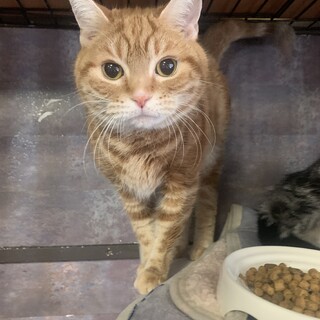 飼育困難で保護11歳ゆっくり過ごせるおうちを…