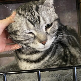 飼育困難で保護１１歳ゆっくり過ごせるおうちを…