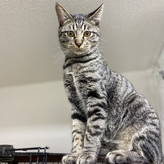 クールな男の子☆のえる