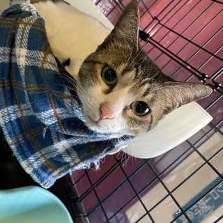 元飼い猫☆ピンクのお鼻が可愛い女の子【こうめ】