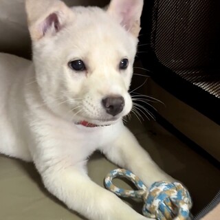 【応募多数、一時停止】白くまみたいベタ慣れの男の子