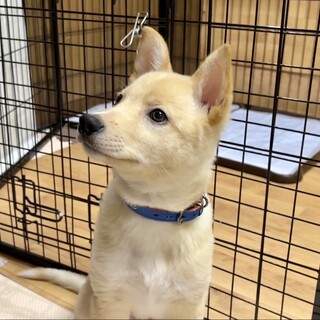 【応募多数、一時停止】黄金色に光る甘え上手な男の子