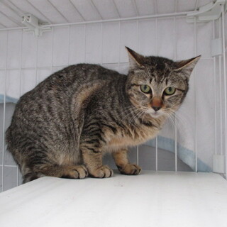 譲渡されました。