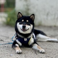 颯雅