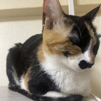 ミケ♀