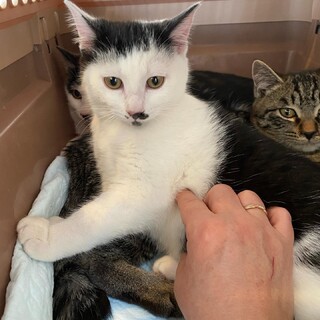 カツラ柄の松君