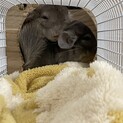 チンチラの女の子2匹の里親を急募！！