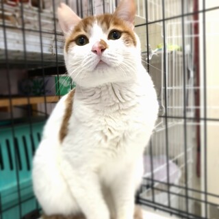 白茶の困った顔の男の子　推定1～2歳