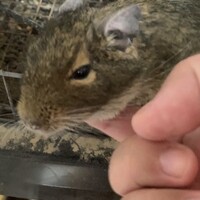 どんぐり（どんちゃん）