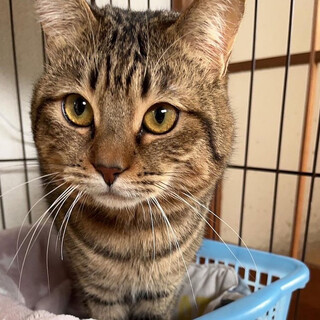 【3/13千葉譲渡会】甘えん坊のももた