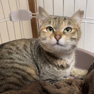 【3/13千葉譲渡会】シャイで可愛いひかりちゃん