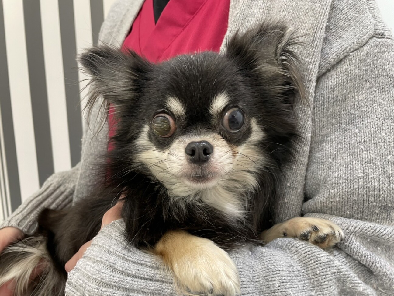 小さくてキュート チワワ 兵庫県 犬の里親募集 ペットのおうち 月間利用者150万人 小さくてキュート チワワ 兵庫県 犬の里親募集 ペットのおうち 月間利用者150万人