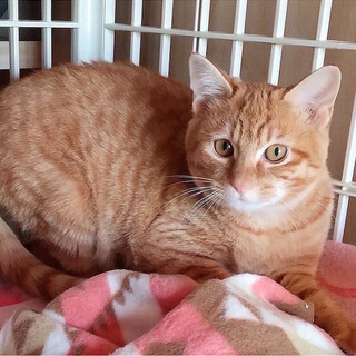 【3/13千葉譲渡会】シャイなイケメンの、せあ