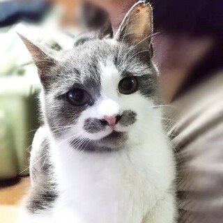 【3/13千葉譲渡会】人懐こくて可愛いまひろ