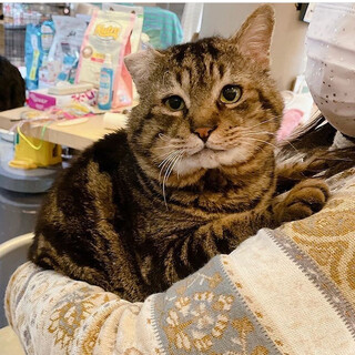 【3/27千葉譲渡会】愛しのもんちゃん♡人大好き♡