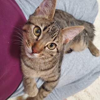 ミルクから育てた 甘えん坊の兄弟