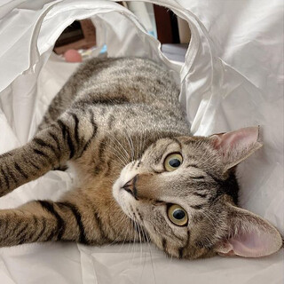 【3/13千葉譲渡会】膝乗り甘えん坊のうる君