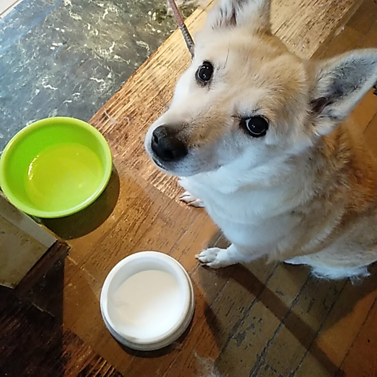 推定10才大型犬 優しい 群馬県 犬の里親募集 ペットのおうち 月間利用者150万人