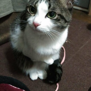 3/20荒川譲渡会　メスのキューちゃん