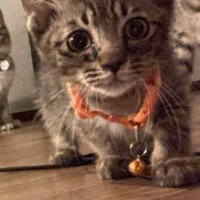 あずき