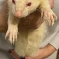フェレット（アルビノ・オス・去勢済）