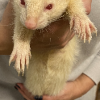 フェレット（アルビノ・オス・去勢済）