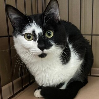 おひげは白いのに、あごが黒い★こんぶくん