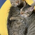 元気いっぱいな甘えん坊兄弟