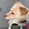 仔犬想いの可愛いサラちゃん サムネイル4
