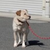 仔犬想いの可愛いサラちゃん サムネイル5