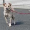 仔犬想いの可愛いサラちゃん サムネイル6