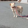 仔犬想いの可愛いサラちゃん サムネイル7