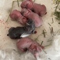 子ウサギちゃんの里親さん募集です！