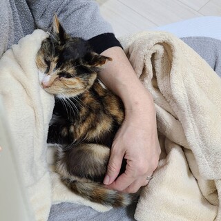 三毛猫かぐや♀ほっそりスマート