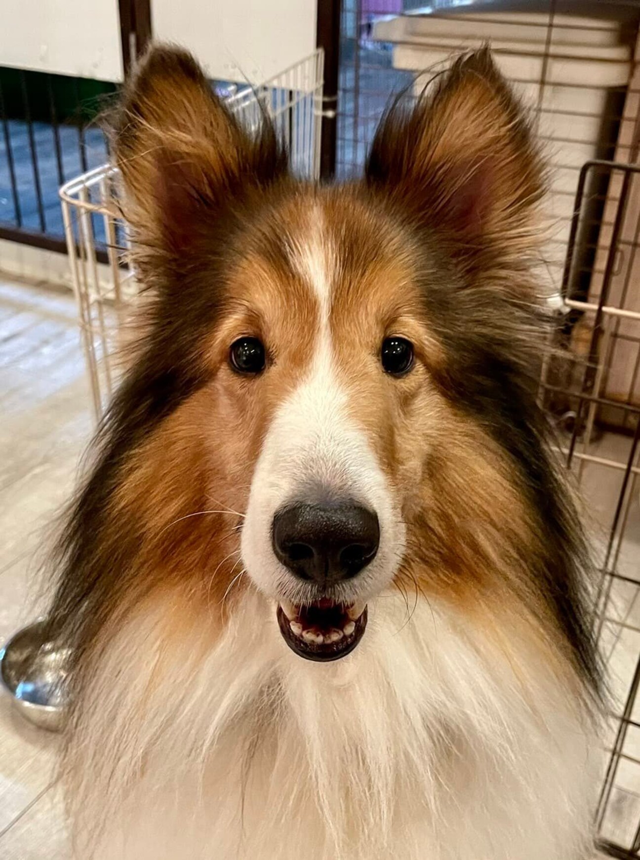 シェットランド♬ジェイ君」兵庫県 - 犬の里親募集(405901