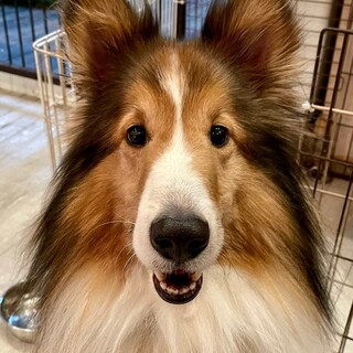 シェットランド♬ジェイ君♪里親絶賛募集中！