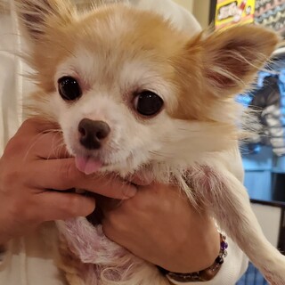 ロングコートチワワ♬すずのちゃん♪里親絶賛募集中！
