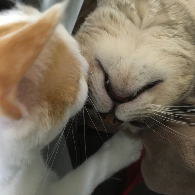 むぎこうのカバー写真