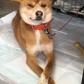 おとなしくて賢い中型のコです。