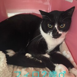 保護猫の譲渡会in横浜 サムネイル2