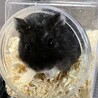 スージーさん