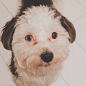 1ヶ月ほど預かってくれる方探してます