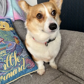 甘えん坊コーギー